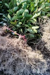 高度80厘米油茶