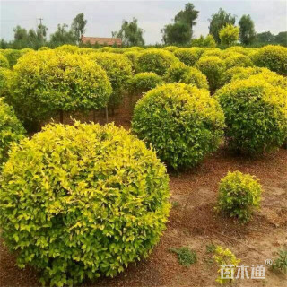 冠幅100厘米金叶榆球