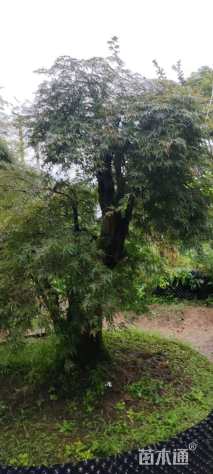 高度200厘米羽毛枫