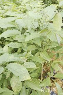 0.3公分紫花风铃木