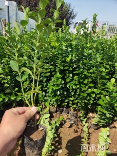 高度40厘米胶东卫矛
