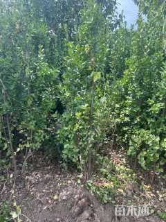 高度180厘米北海道黄杨