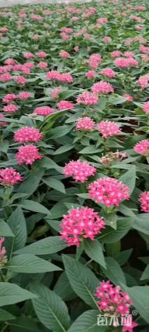 高度20厘米五星花