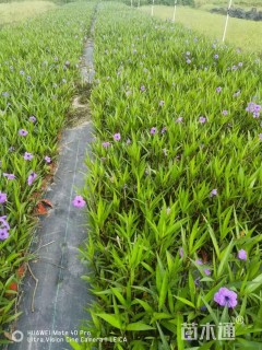 高度30厘米翠芦莉