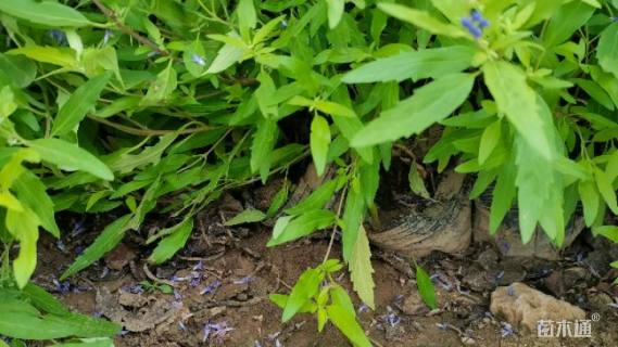 高度40厘米金叶莸