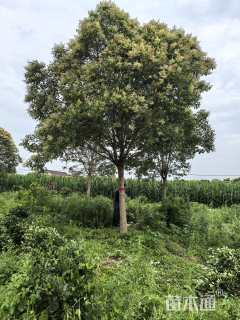 14公分大叶女贞