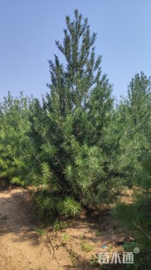 高度300厘米白皮松