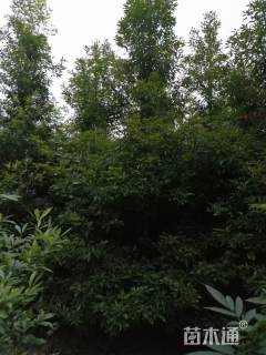 12公分金丝楠木