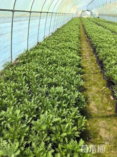 高度25厘米黄金菊