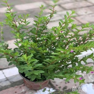 高度30厘米满天星