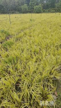 高度25厘米金叶菖蒲
