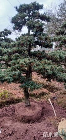 造型五针松