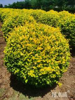 冠幅150厘米金叶女贞球