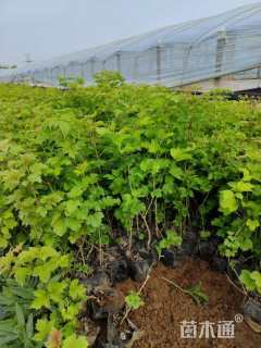 高度30厘米天目琼花