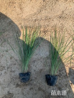 高度40厘米坡地毛冠草