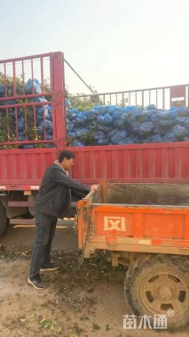 0.5公分红叶石楠