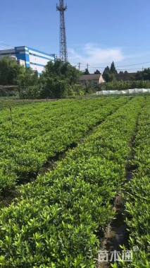 高度20厘米小叶栀子