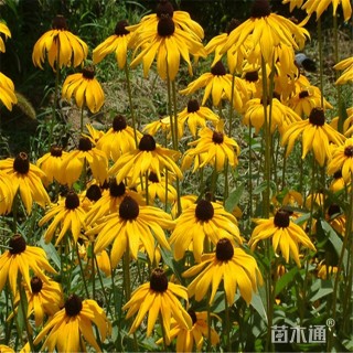 20厘米黑心菊