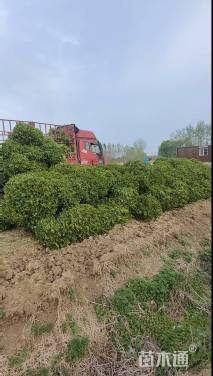 冠幅100厘米瓜子黄杨球