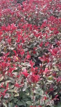 冠幅110厘米红叶石楠球