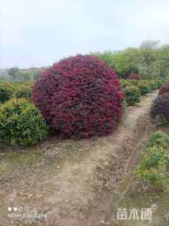 冠幅110厘米红花继木球