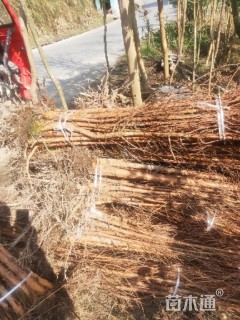 高度20厘米水杉小苗