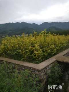 高度30厘米金叶水杉小苗