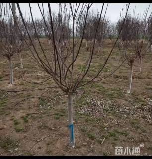 10公分绚丽海棠