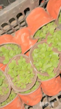 高度10厘米毛地黄