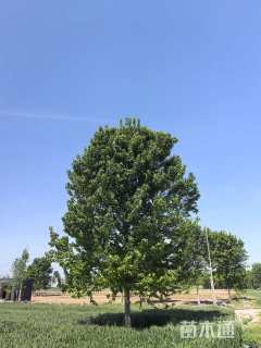 20公分美国红枫