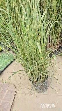 高度100厘米斑叶芒