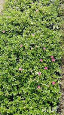 高度15厘米太阳花