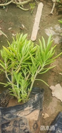 高度5厘米佛甲草