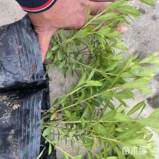 高度15厘米白毛杜鹃