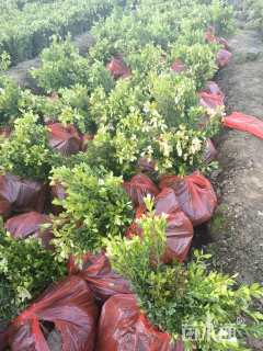 高度30厘米小叶黄杨