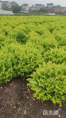 高度25厘米金森女贞