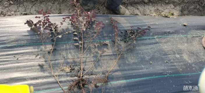 高度45厘米红花继木小苗