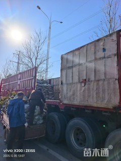 高度25厘米瓜子黄杨