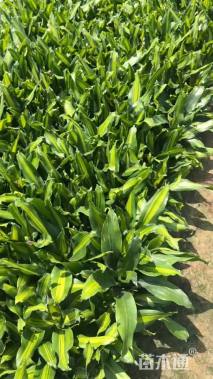 25公分巴西铁木