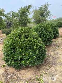 冠幅180厘米金森女贞球