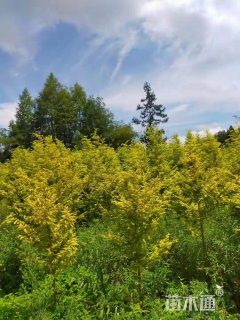 10公分金叶水杉