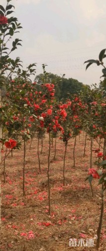 高度170厘米高杆茶梅