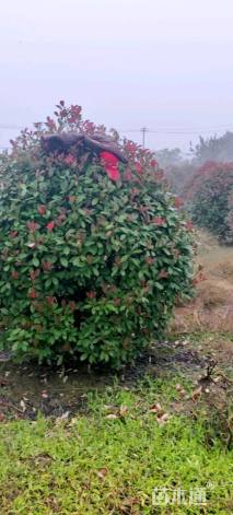 冠幅160厘米红叶石楠球