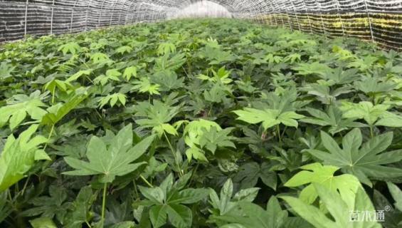 高度25厘米八角金盘小苗