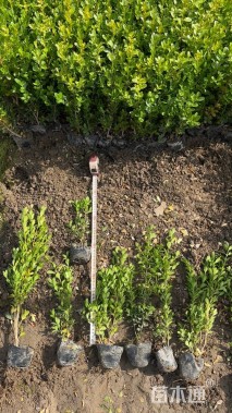 高度25厘米瓜子黄杨