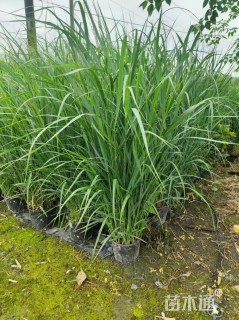 高度30厘米柳枝稷