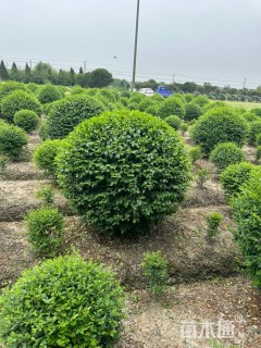 冠幅150厘米小叶女贞球