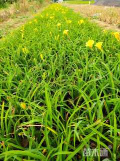 高度15厘米金娃娃萱草