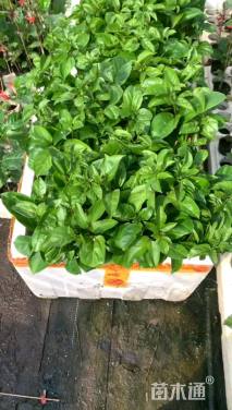 30厘米百香果苗