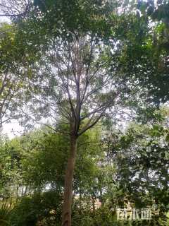 12公分红果冬青